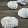 Artificial White Sea Urchins, Set of 3