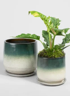 Banyan Running Jade Ceramic Pot with Saucer