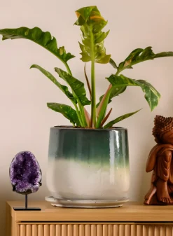 Banyan Running Jade Ceramic Pot with Saucer