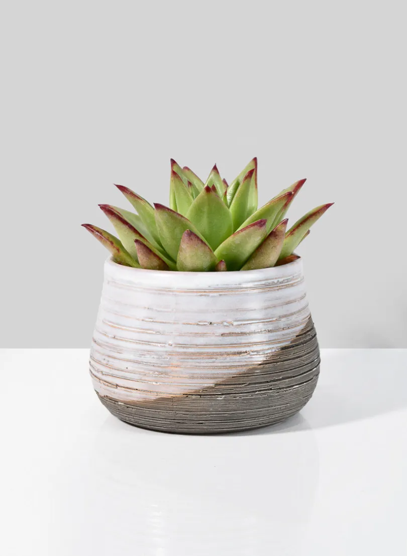 Breve Ceramic Planter