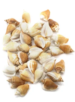 Capiz Shells