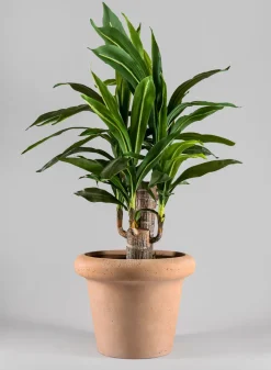 Chino Bevelled Edge Lava Concrete Terracotta Look Pot