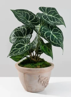 Ciotola Olive Bell Pot