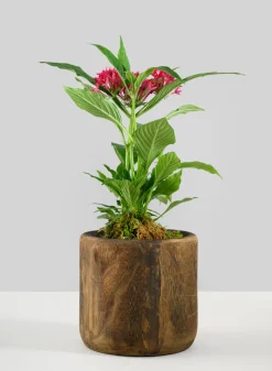 Dark Walnut Finish Paulownia Wood Cache Pot