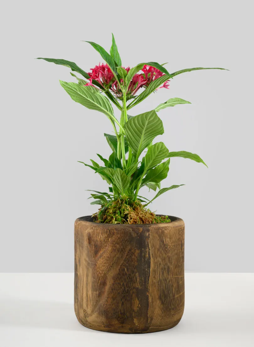 Dark Walnut Finish Paulownia Wood Cache Pot