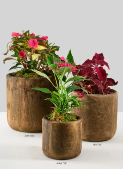 Dark Walnut Finish Paulownia Wood Cache Pot