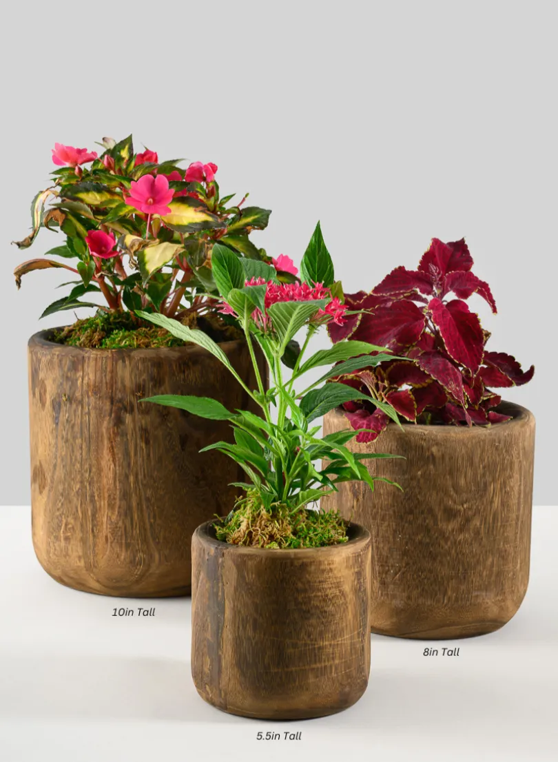 Dark Walnut Finish Paulownia Wood Cache Pot