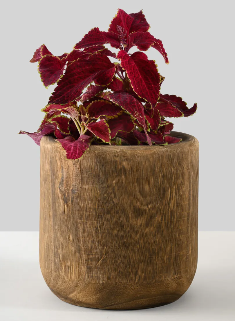 Dark Walnut Finish Paulownia Wood Cache Pot