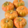 Fall Harvest Mini Pumpkins, Set of 6