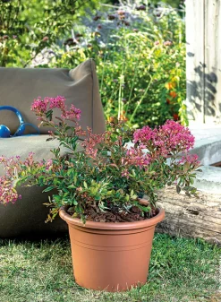Farnese Terracotta Pots