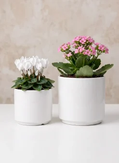 Florist Choice Gloss White Ceramic Cylinders