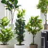 4ft Tall Fiddle-Leaf Fig Tree