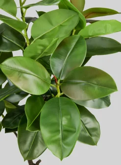 5ft Tall Potted Real Touch Rubber Tree