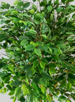 7.5ft Tall Real Touch Giant Ficus Tree