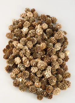 250G Champagne Mini Pinecones in Net Bag