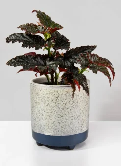 Ground Java Planter