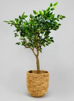 Haiphong Water Hyacinth Cachepot