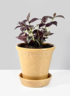 Honey Relief Ceramic Pot & Saucer