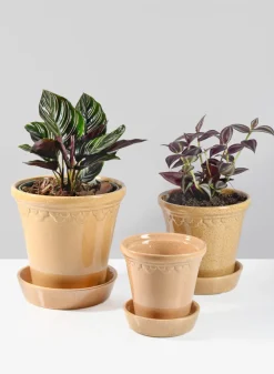 Honey Relief Ceramic Pot & Saucer