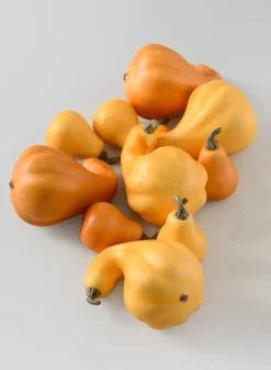 Illinois Fall Harvest Mini Gourds, Bag of 10