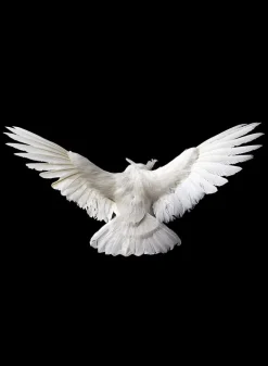 28in Flying White Owl
