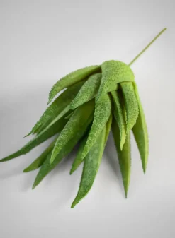 6in Long Aloe Pick, Case of 12