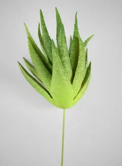 6in Long Aloe Pick, Case of 12