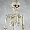 35in Long Ant Gertrude Full Skeleton
