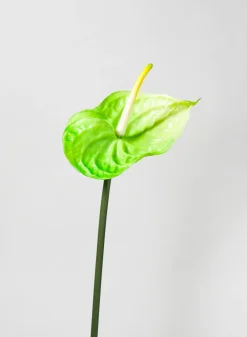 27in Long Anthurium Spray, Green, Case of 12