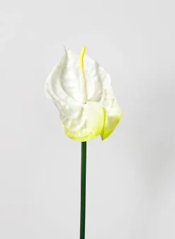 27in Long Anthurium Spray, White, Case of 12