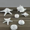 5.5in Long Artificial Florida Horse Conch Seashell