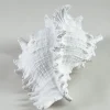 7.5in Long Artificial Giant Murex Seashell