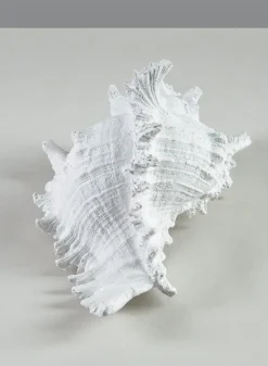 7.5in Long Artificial Giant Murex Seashell