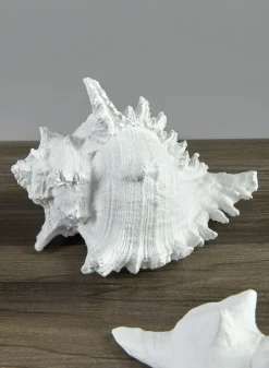 7.5in Long Artificial Giant Murex Seashell