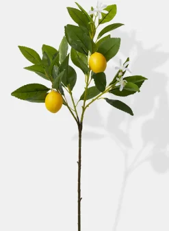 23in Long Baby Lemon Tree Pick, Case of 12