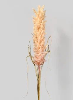 42in Long Beige Pampas Grass Reed, Case of 12