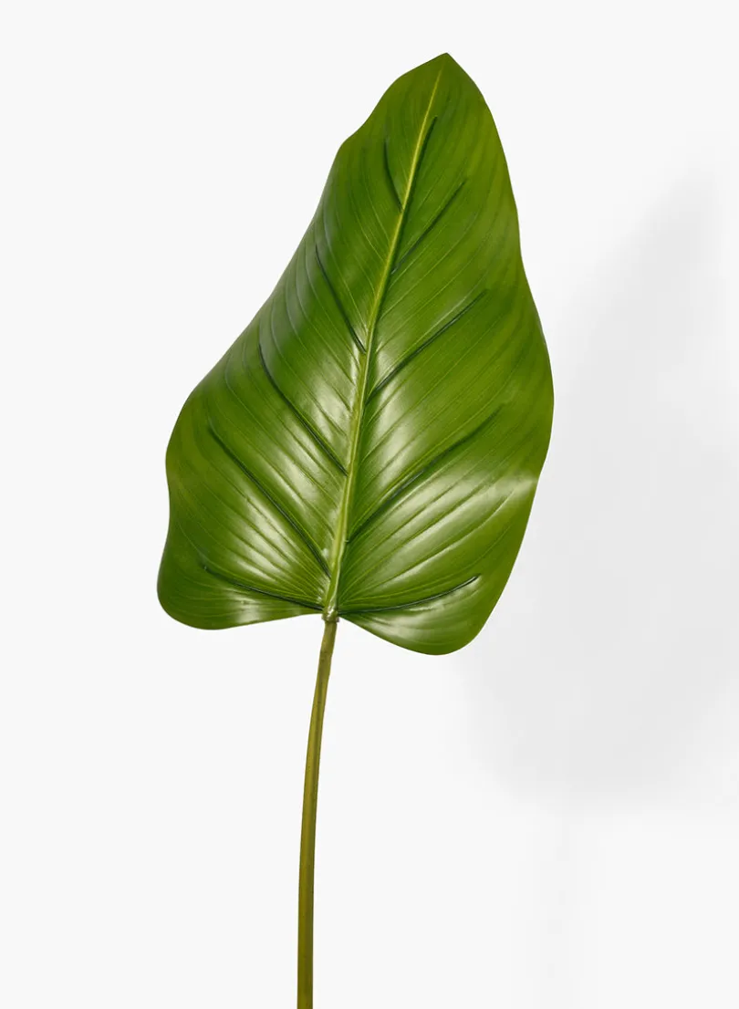 37in Long Beryl Leaf, Case of 12