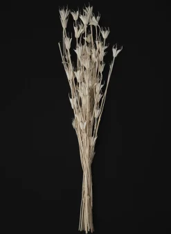 24in Long Bleached Nigella Bunch