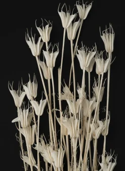 24in Long Bleached Nigella Bunch