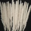 28in Long Bleached Pampas Grass Bunch