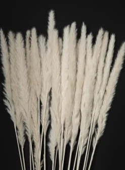 28in Long Bleached Pampas Grass Bunch