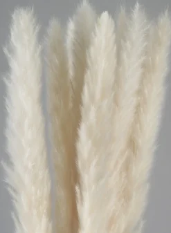 28in Long Bleached Pampas Grass Bunch