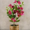 26in Long Blooming Red Bougainvillea In a Pot