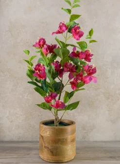 26in Long Blooming Red Bougainvillea In a Pot