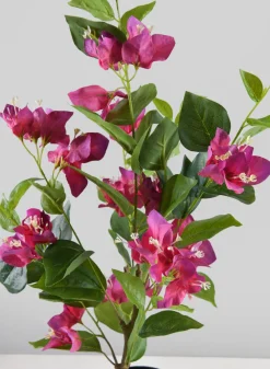 26in Long Blooming Red Bougainvillea In a Pot