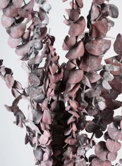 20in Long Burgundy Dried Eucalyptus Bunch