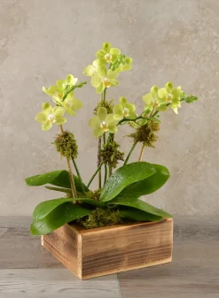 8in Long Burnt Wood Low Flower Box
