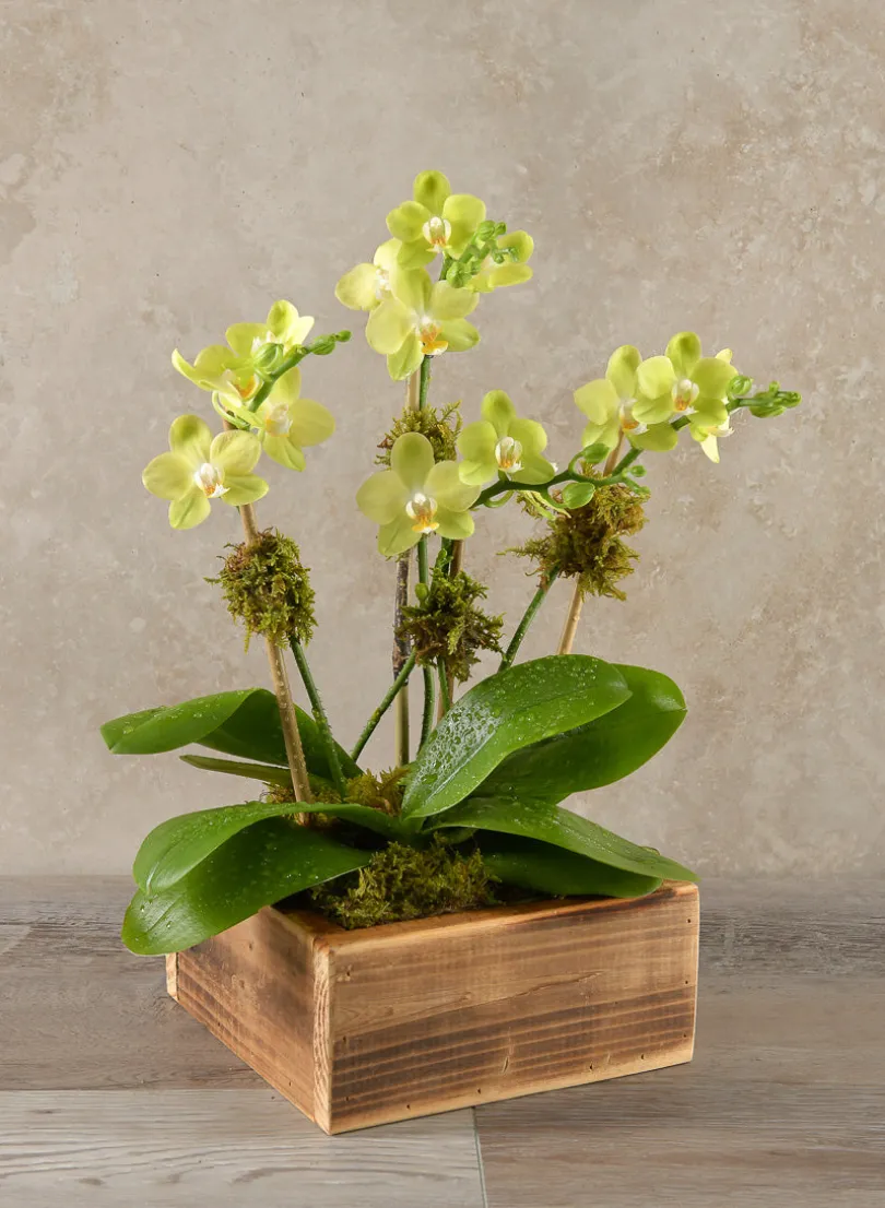 8in Long Burnt Wood Low Flower Box