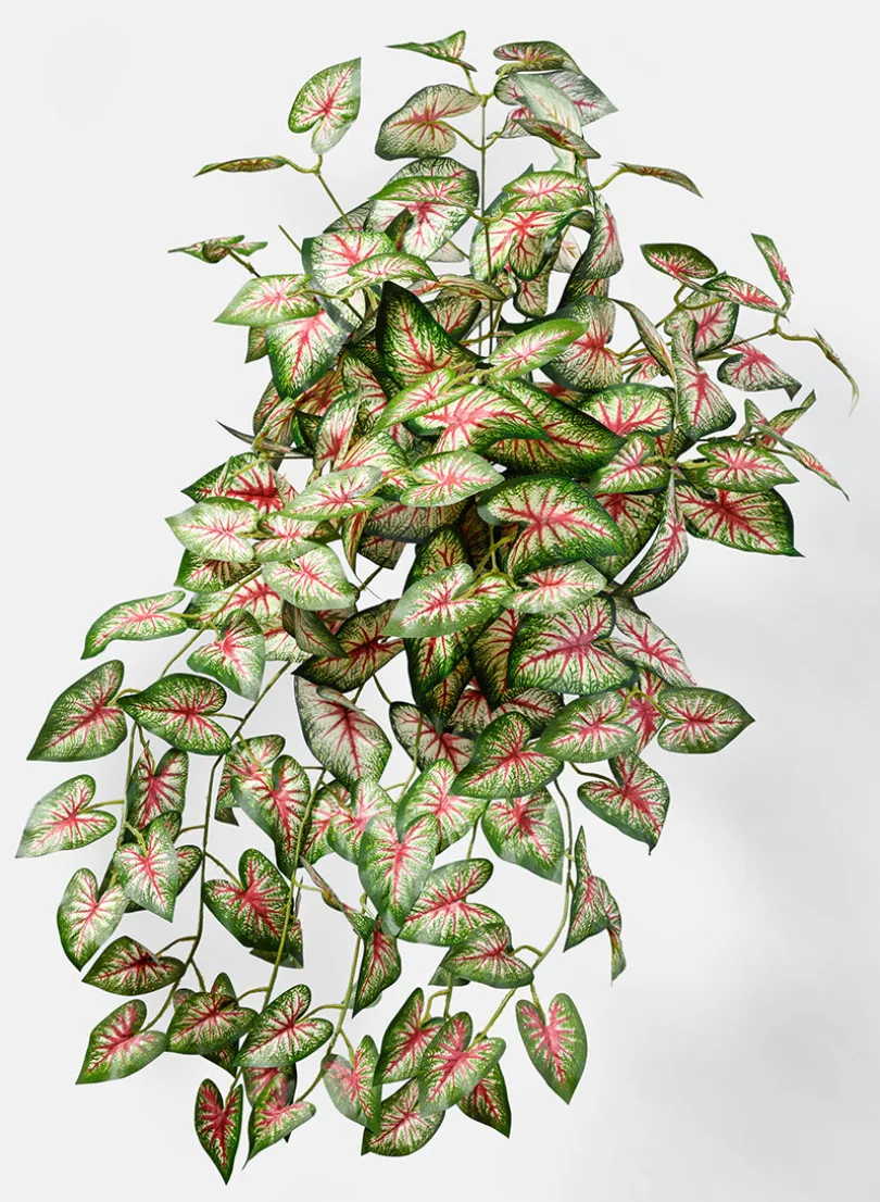 27in Long Caladium Bush