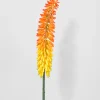34in Long Cape Aloe Flower, Orange, Case of 12